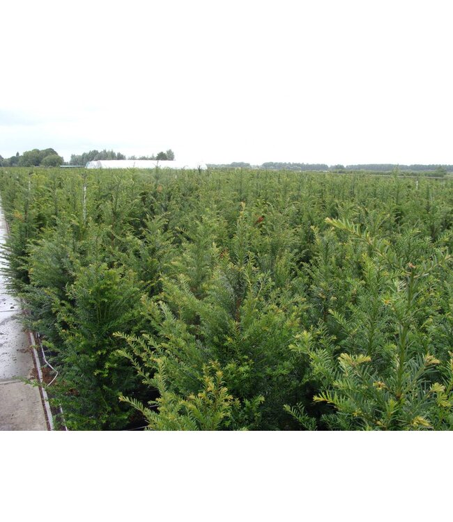 Taxus Baccata in pot (80-100cm)