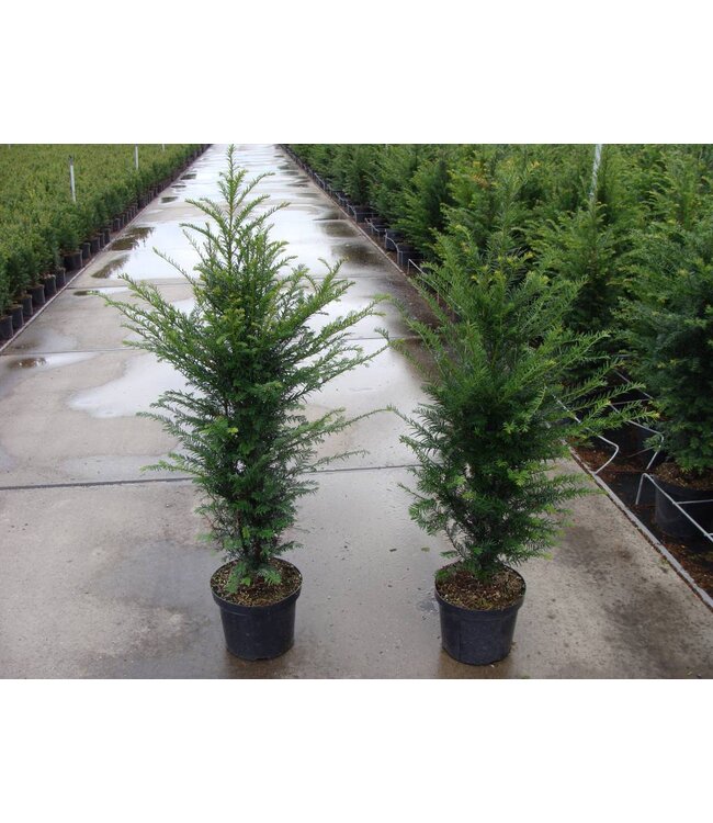 Taxus Baccata in pot (80-100cm)