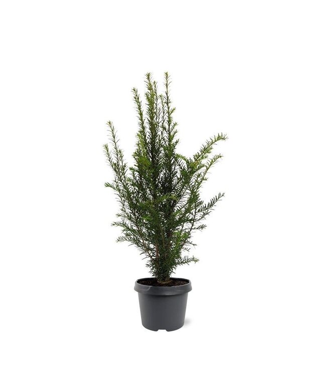 Taxus Baccata in pot (50-60cm)
