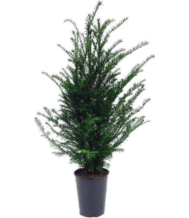 Taxus Baccata in pot (80-100cm)