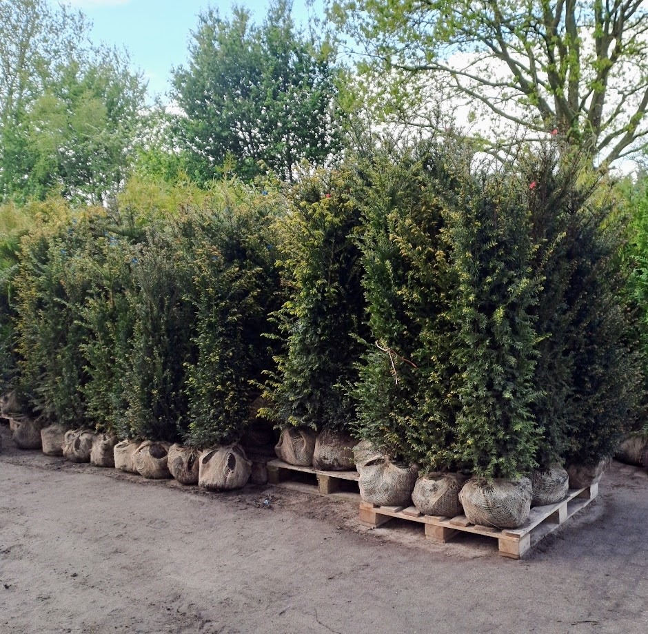 Taxus vers gerooid op de kwekerij