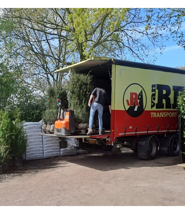 Taxus baccata 'Fastigiata Aurea maat 150- 160 cm