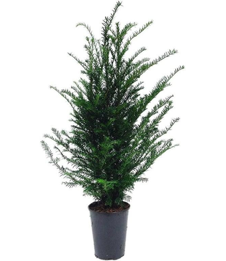Taxus Baccata in pot (60-80cm)