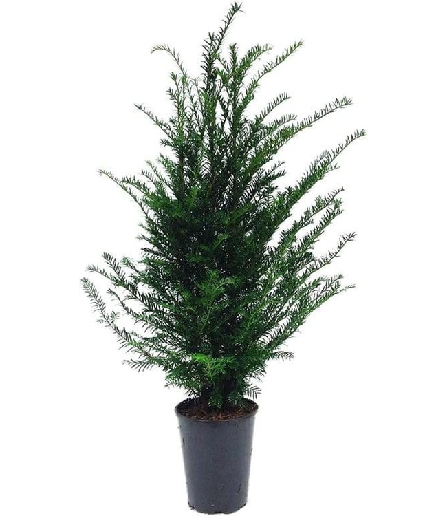 Taxus Baccata in pot (60-80cm)