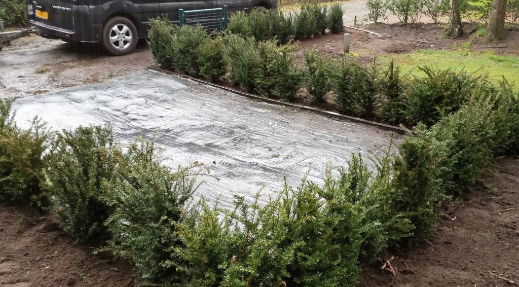 De voordelen van taxussen planten in het najaar.