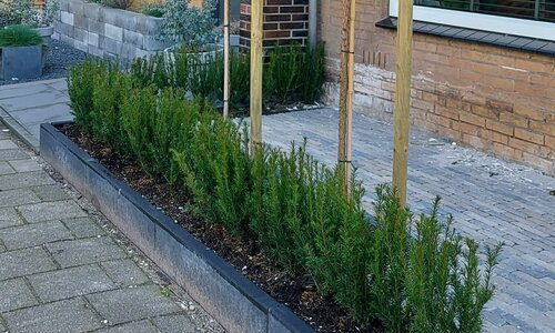 Haag laten planten
