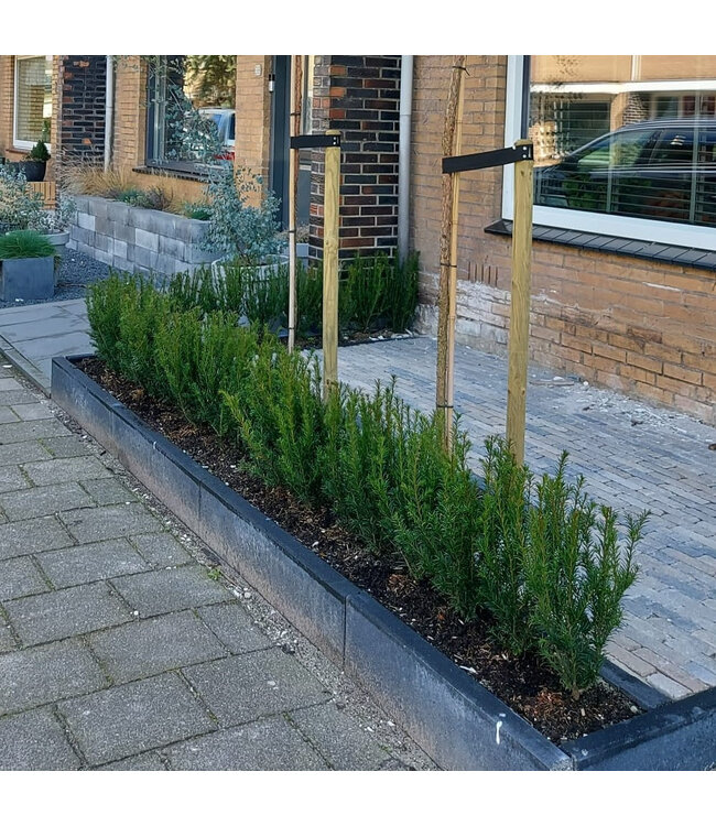 Taxus in pot (40-50cm)