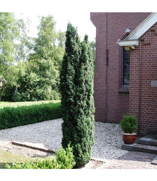Taxus baccata 'Fastigiata Aurea maat 160-170 cm