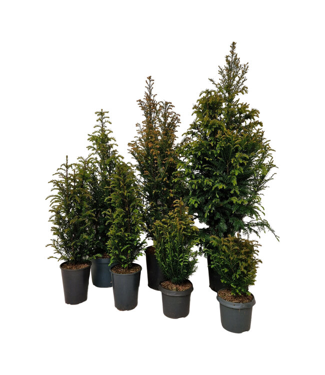 Taxus Baccata in pot (50-60cm)