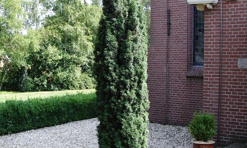 Taxus vormen