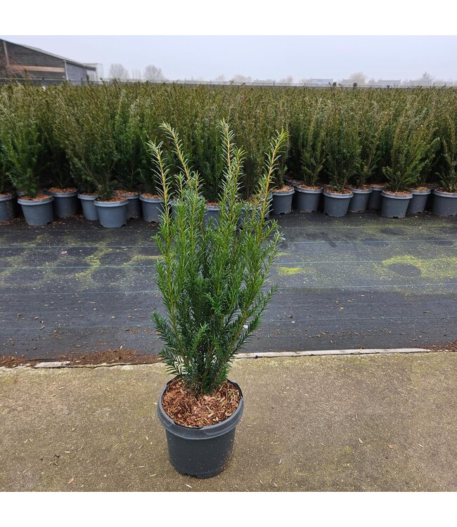 Taxus in pot (40-50cm)