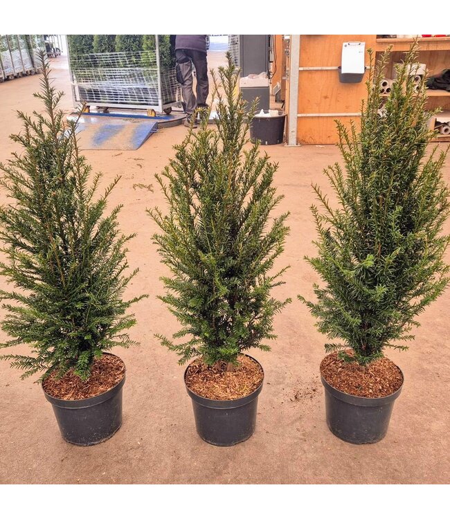 Taxus Baccata in pot (80-100cm)