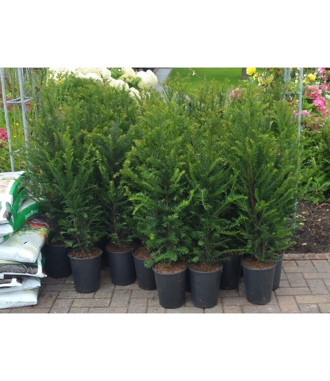 Taxus Baccata in pot (80-100cm)