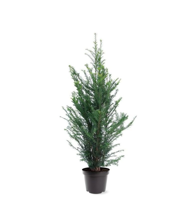 Taxus Baccata in pot (80-100cm)