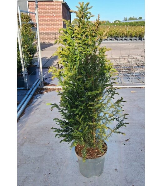 Taxus baccata in pot (100-125cm)