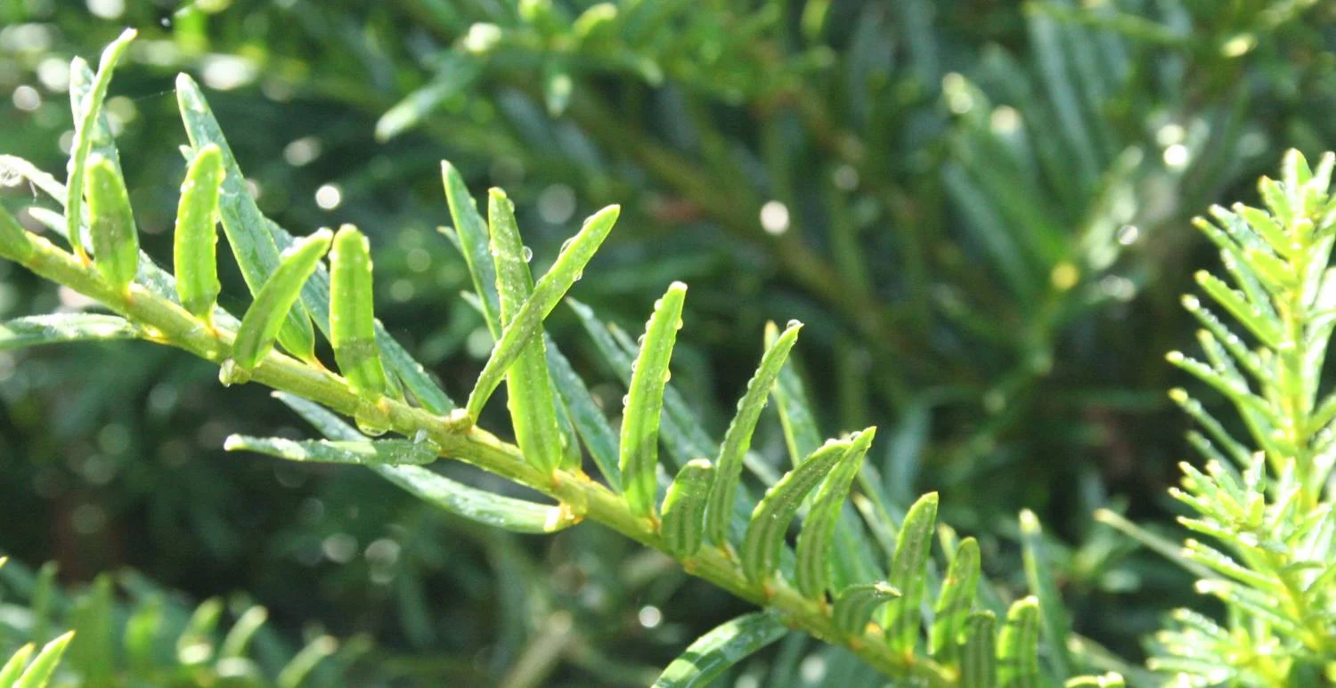 Wat is een bladhoudende haag?