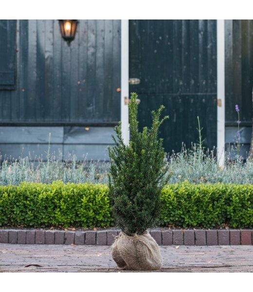 Taxus Baccata maat 60-80 cm