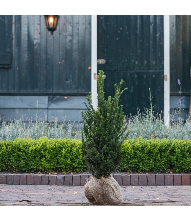 Taxus Baccata maat 60-80 cm