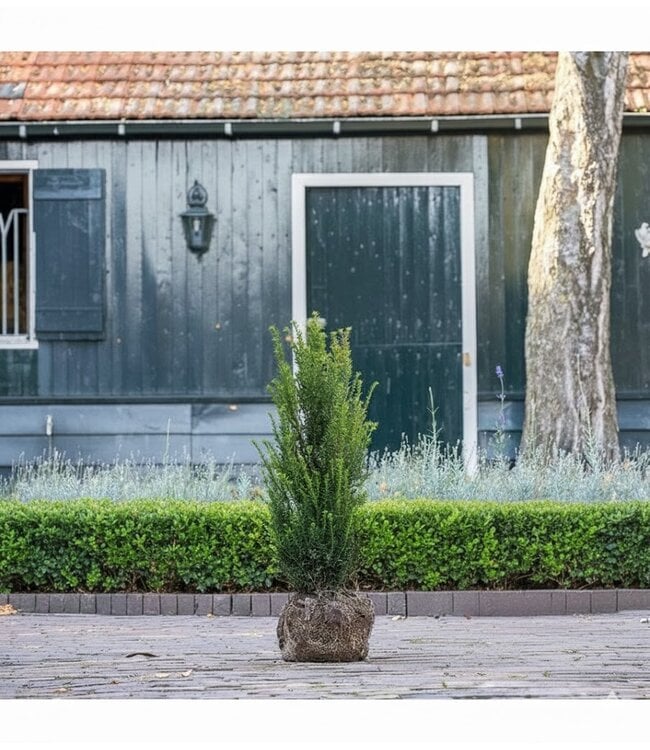 Taxus Baccata maat 80-100 cm