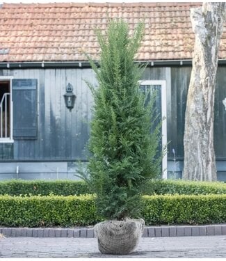 Taxus Baccata maat 160-180   2,5 stuks per meter.