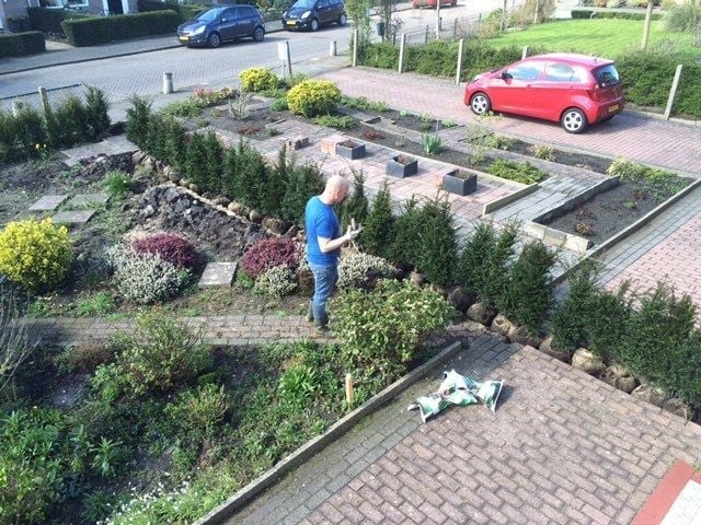 haag planten van taxus