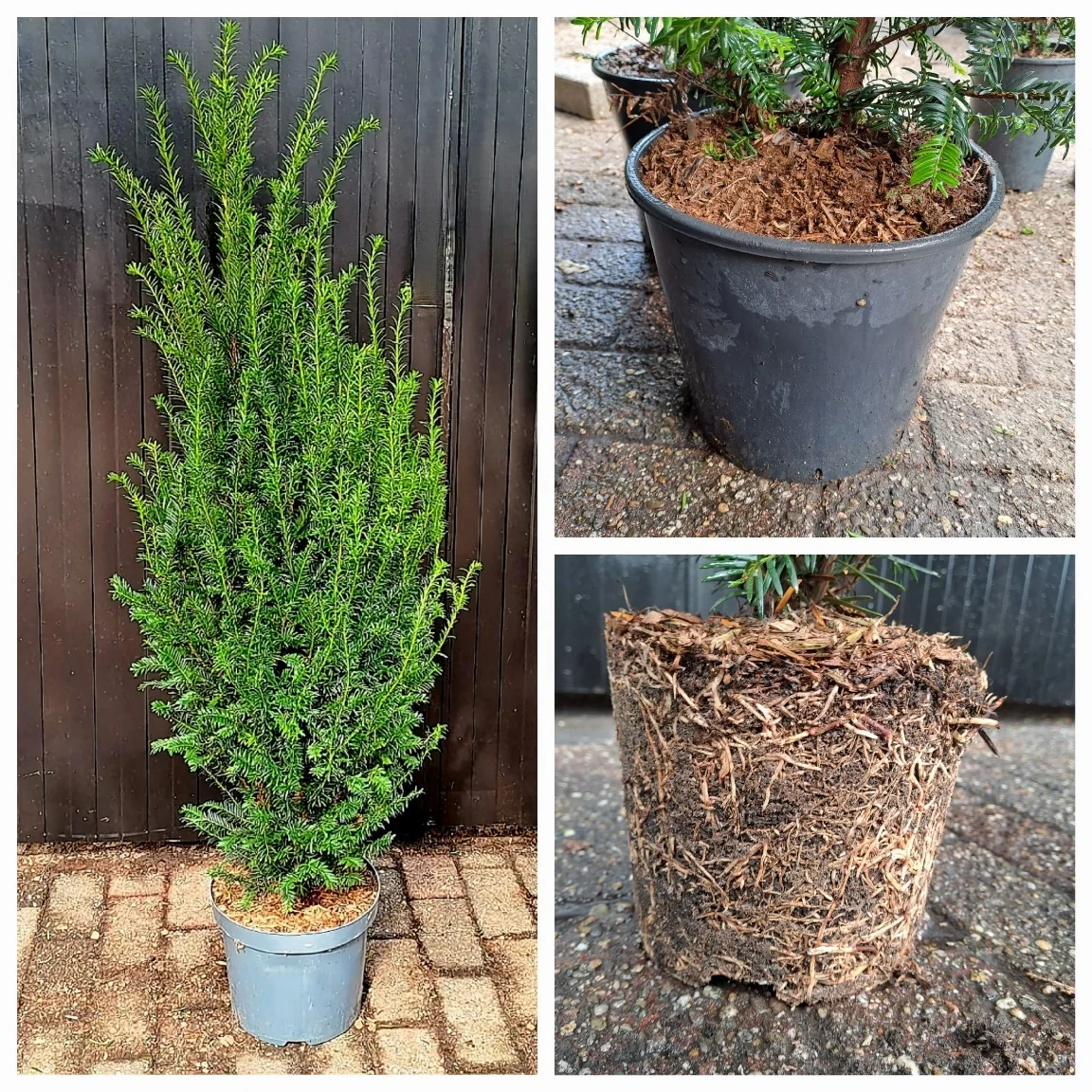 Taxus Baccata in pot gekweekt, met goed doorworteld kluitje