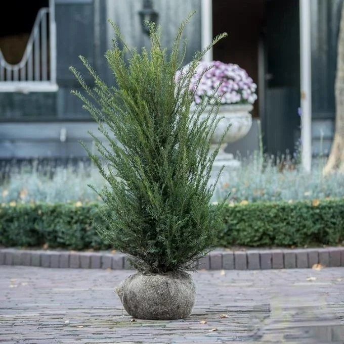 Taxus Baccata met kluit en jute gaaslap, klaar voor levering