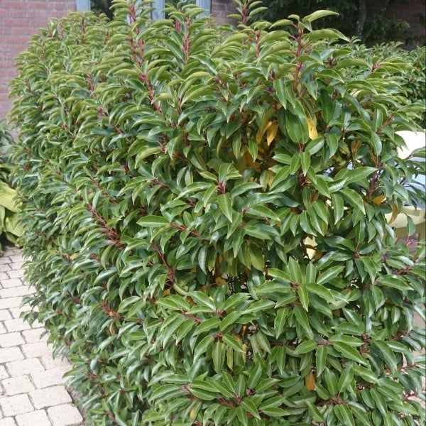 Laurier - grof blad, sneller uit vorm
