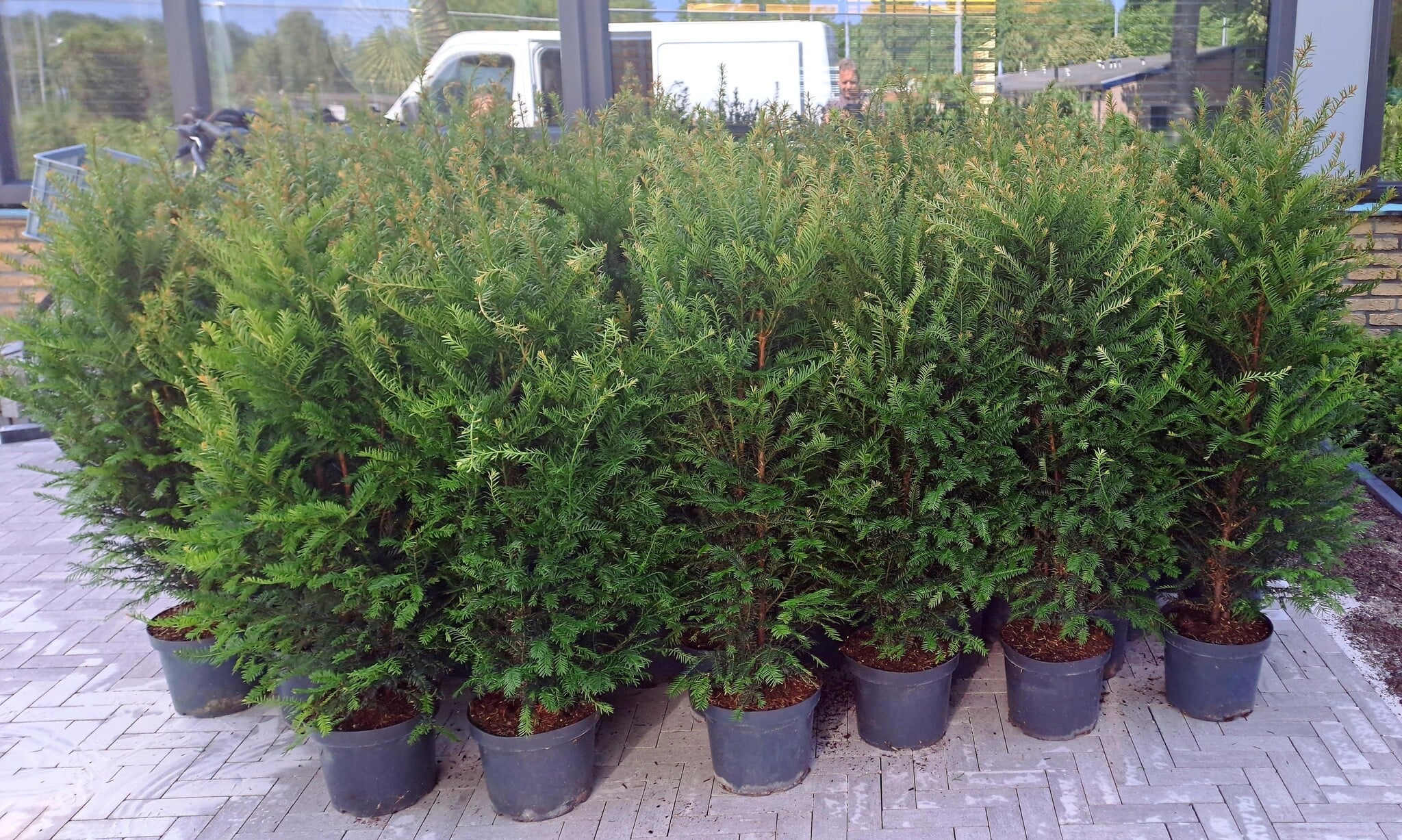 Taxus in pot gekweekt op onze kwekerij in Wekerom