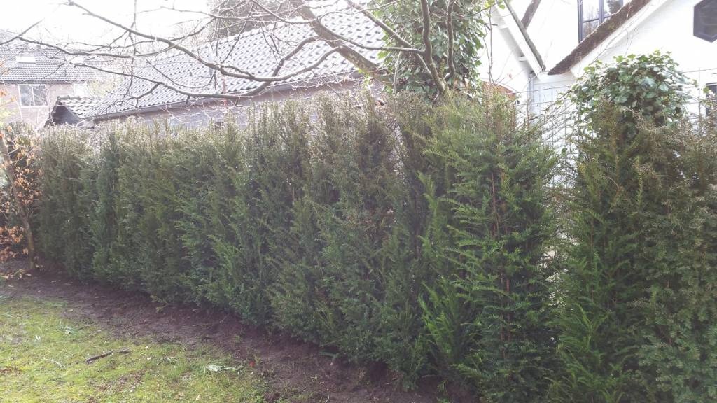 Taxus Baccata maat 175-200 cm - volwassen haag