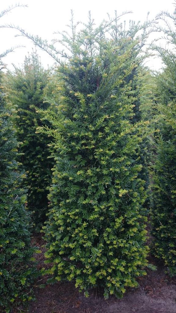 Taxus Baccata maat 175-200 cm - direct een volwassen haag