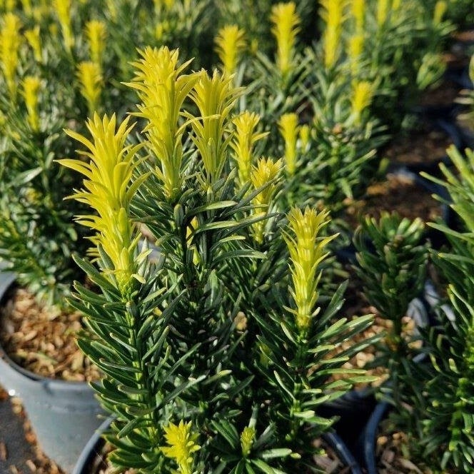 Taxus Hilli - breed en robuust zonder bessen