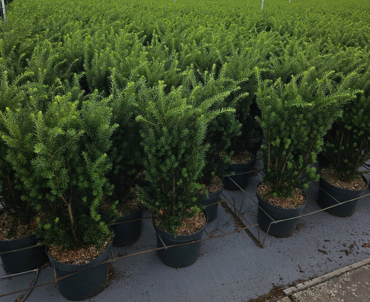 Taxus Hilli, compact en dicht