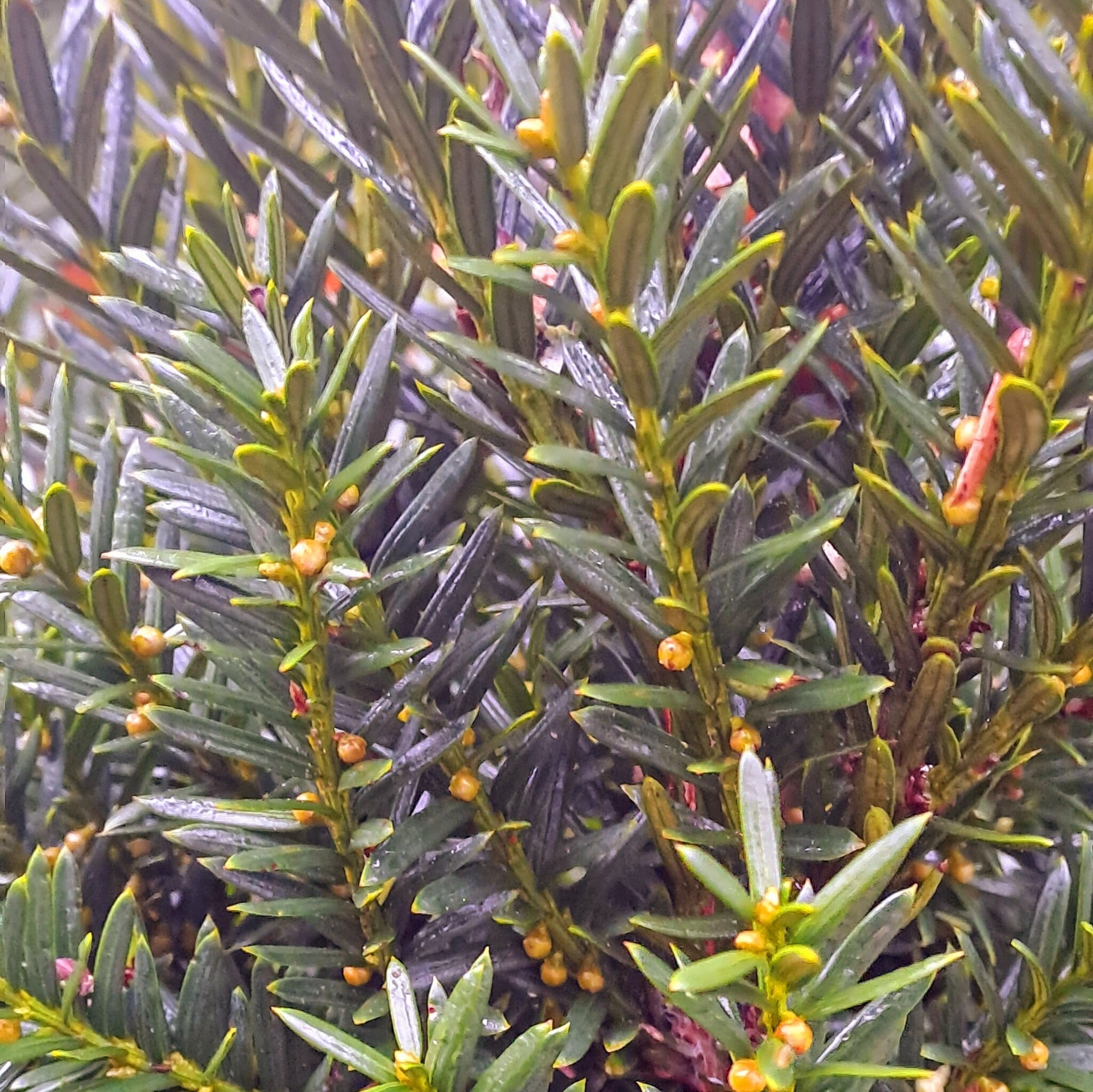 Taxus Hilli in de tuin