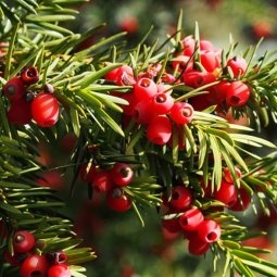 Taxus Media Hicksii met rode bessen