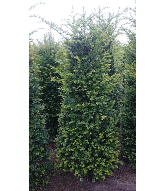Taxus Baccata maat 160-180   2,5 stuks per meter.