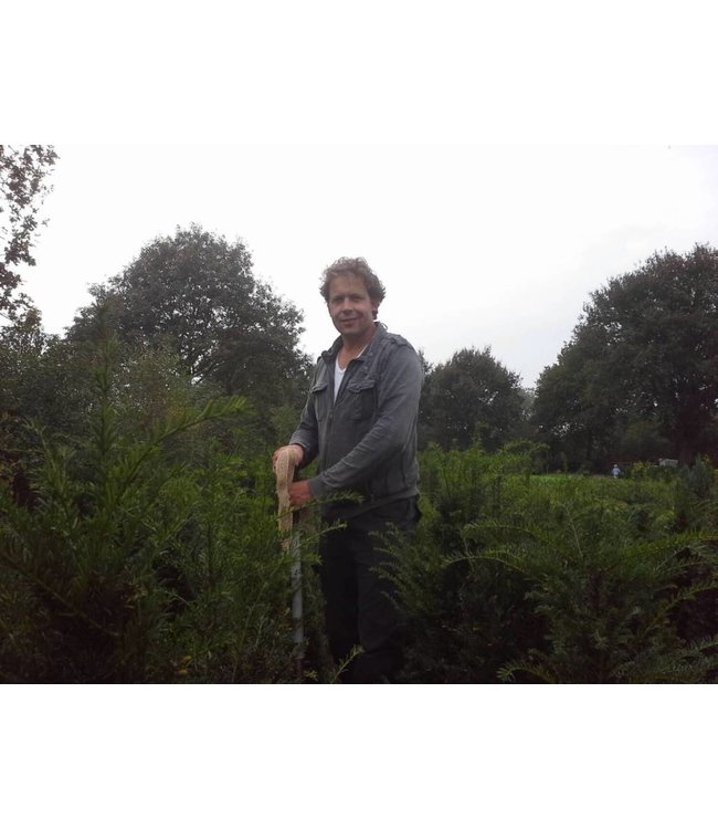 Taxus Baccata maat 100-125 cm