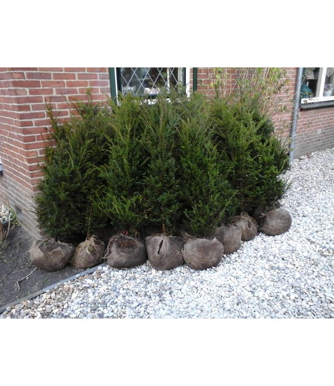 Taxus Baccata maat 100-125 cm