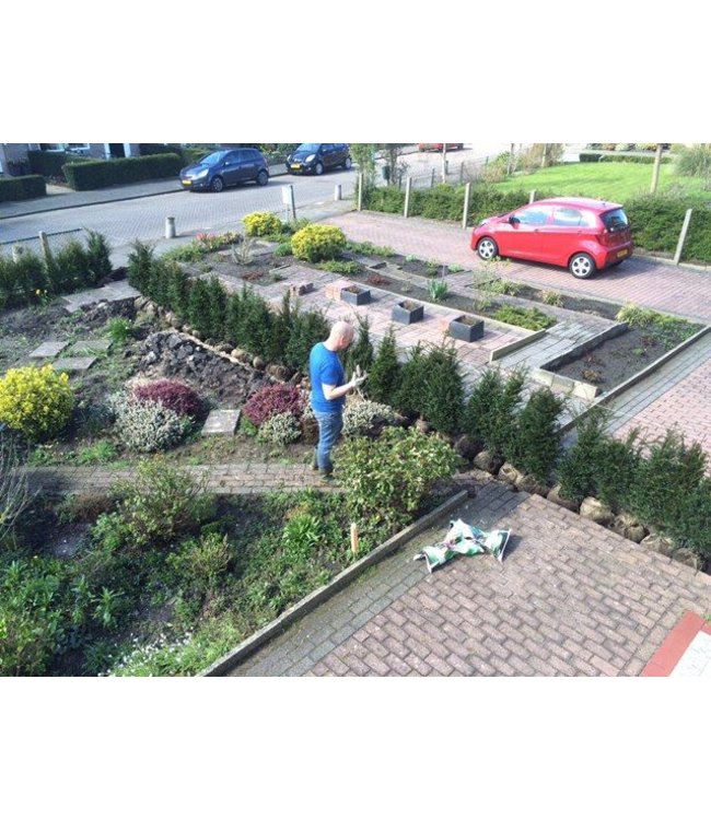 Taxus Baccata maat 100-125 cm