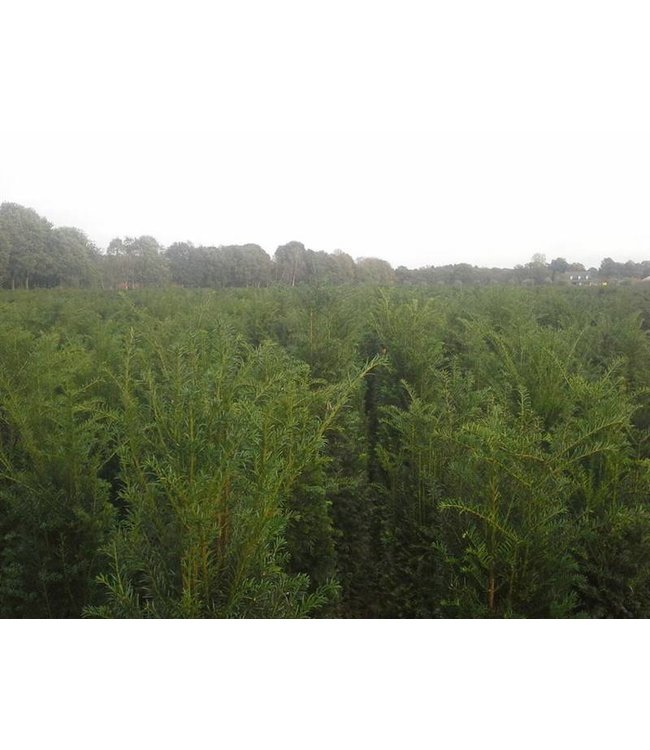 Taxus Baccata maat 150-175 cm
