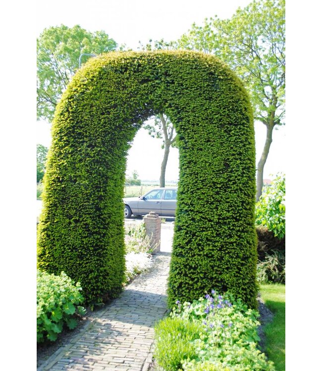 Taxus Baccata in pot (125-150cm)