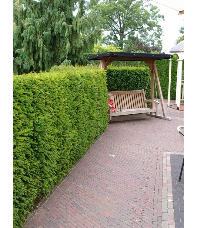 Taxus Baccata in pot (60-80cm)