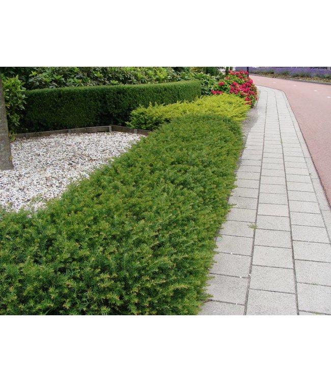Taxus Baccata 'Repandens' in pot (25-30 cm)