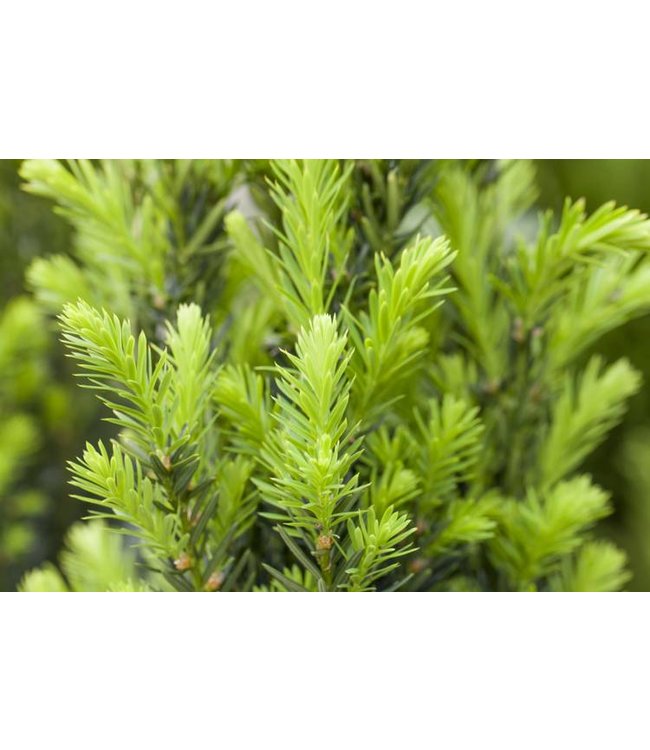 Taxus media 'Hillii' in pot (40-50 cm)