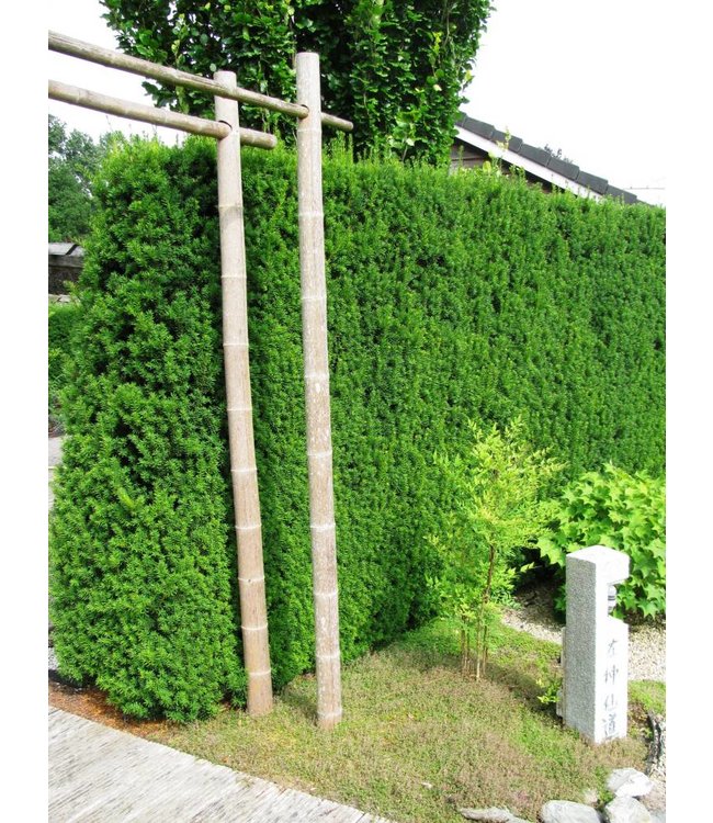 Taxus media 'Hillii' in pot (40-50 cm)