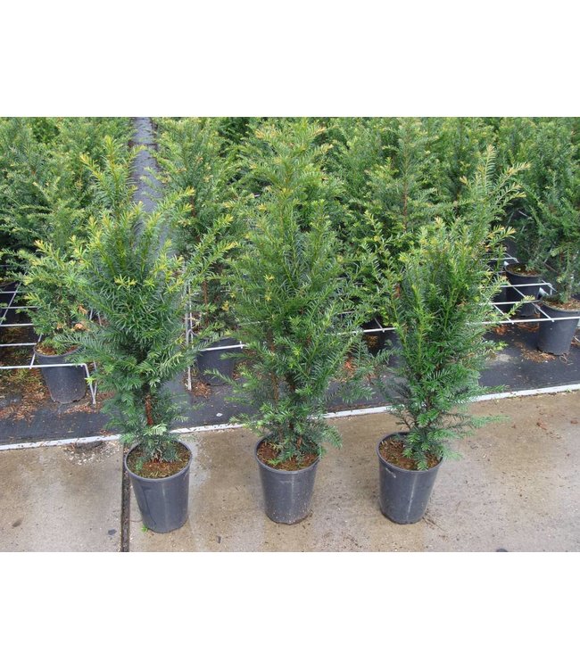 Taxus Baccata in pot (50-60cm)