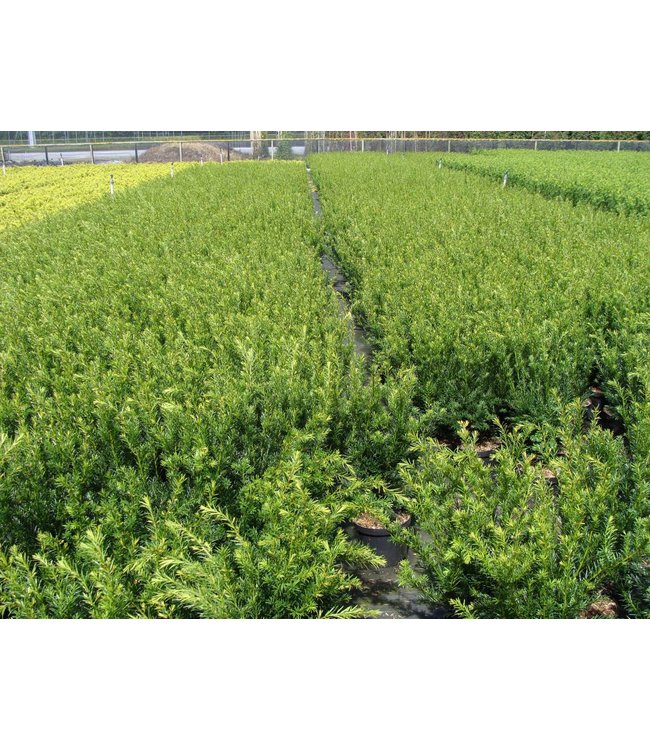 Taxus in pot (40-50cm)