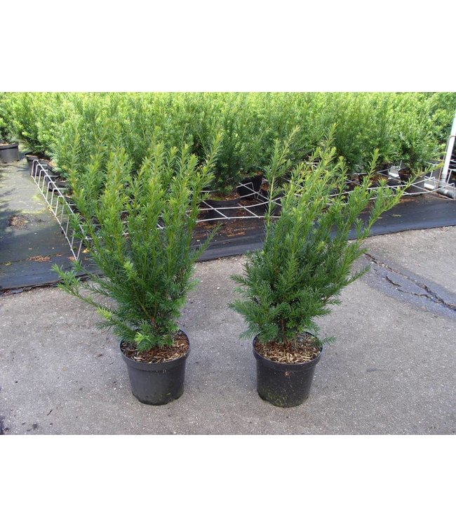 Taxus in pot (40-50cm)