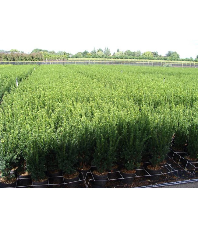 Taxus media 'Hillii' in pot (40-50 cm)