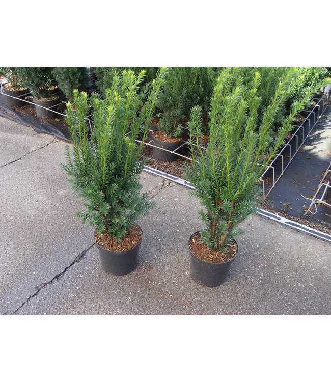 Taxus media 'Hillii' in pot (40-50 cm)